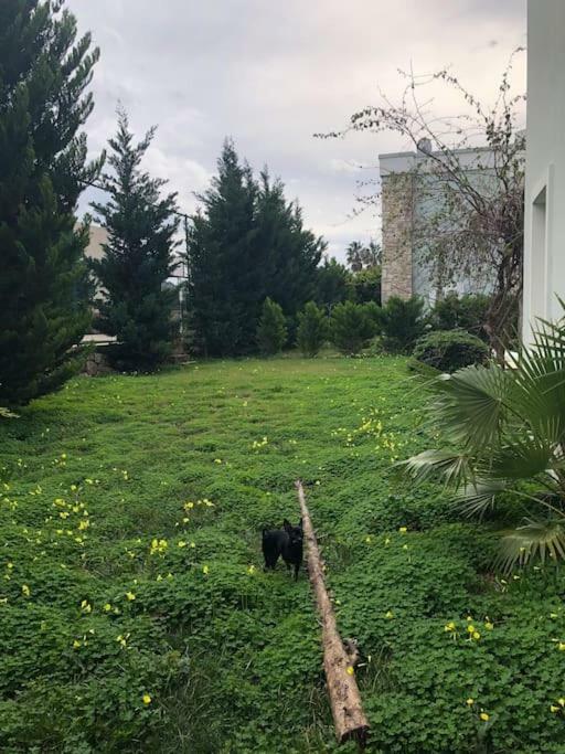 شقة سكن توربا المظهر الخارجي الصورة